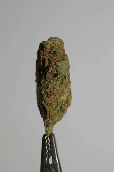 Cannabis Primo Piano Super Skunk Limone Foschia Sfondo Stock Foto — Foto Stock