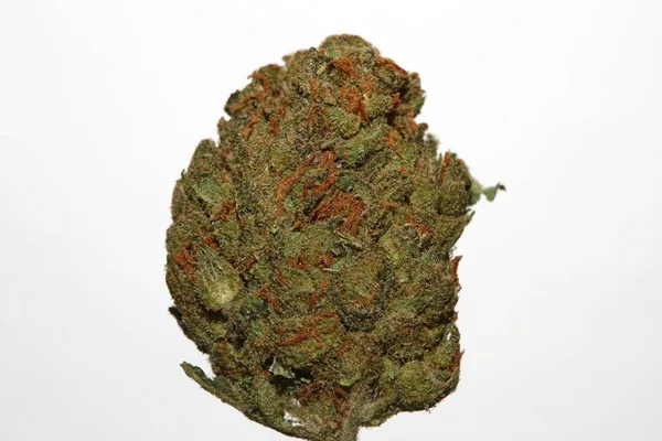 Cannabis Close Super Skunk Citron Haze Pozadí Stock Fotky Vysoká — Stock fotografie