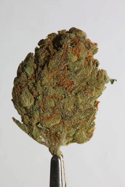 Cannabis 스컹크 해시시 Super Skunk Lemon Haze 뒷배경 사진을 클로즈업하다 — 스톡 사진