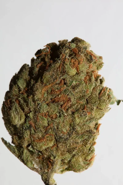 Cannabis Aus Nächster Nähe Super Stinktier Zitrone Dunst Hintergrundfotos Hoher — Stockfoto