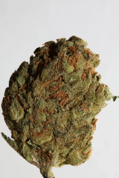 Cannabis Gros Plan Super Skunk Citron Brume Fond Photos Stock — Photo