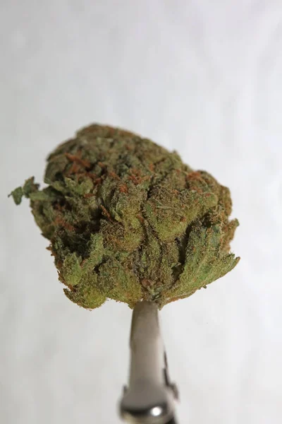 Cannabis 스컹크 해시시 Super Skunk Lemon Haze 뒷배경 사진을 클로즈업하다 — 스톡 사진