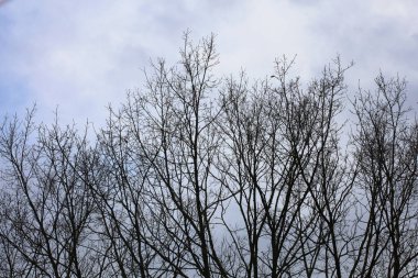 Gökyüzü makro arkaplanındaki ağaçlar stok fotoğrafçılığı yüksek kaliteli