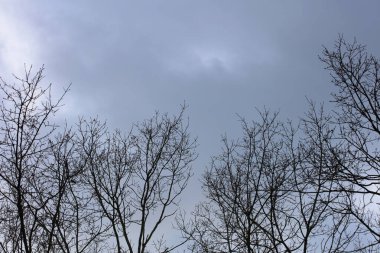 Gökyüzü makro arkaplanındaki ağaçlar stok fotoğrafçılığı yüksek kaliteli