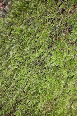 Ağaç arka planında Lichens stok fotoğrafçılığı yüksek kaliteli