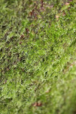 Ağaç arka planında Lichens stok fotoğrafçılığı yüksek kaliteli