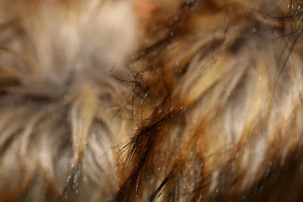 Pelos Chaqueta Marrón Artificial Macro Fondo Stock Fotografía Alta Calidad —  Fotos de Stock