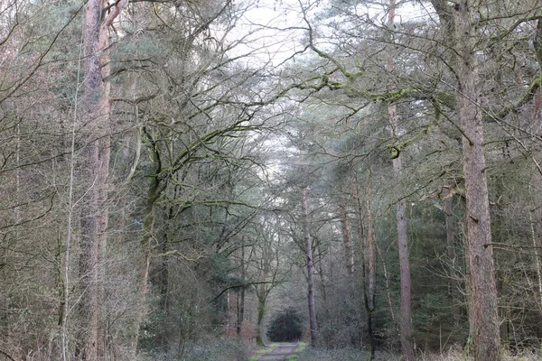 Дорога Германських Лісах Дає Фотографії Високої Якості — стокове фото