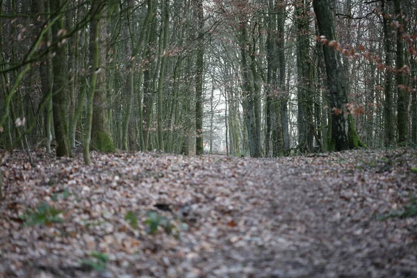 Väg Tysk Skog Bakgrund Stock Fotografi Hög Kvalitet — Stockfoto