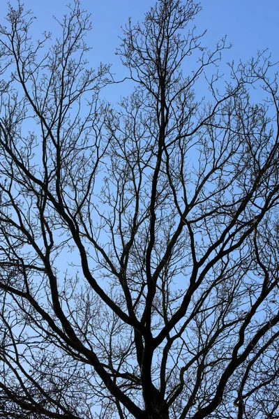 Árvores Céu Macro Fundo Fotografia Stock Alta Qualidade — Fotografia de Stock