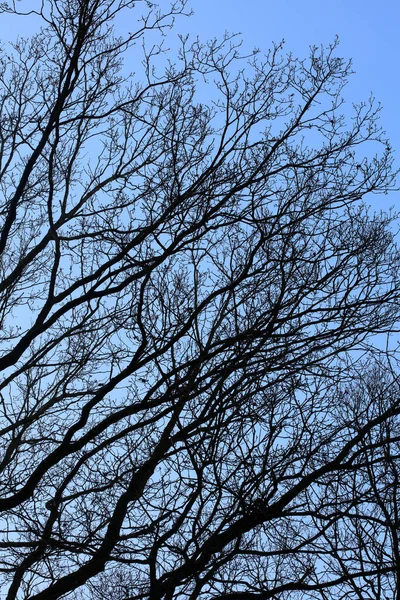 Drzewa Tle Makro Niebo Fotografia Wysokiej Jakości — Zdjęcie stockowe