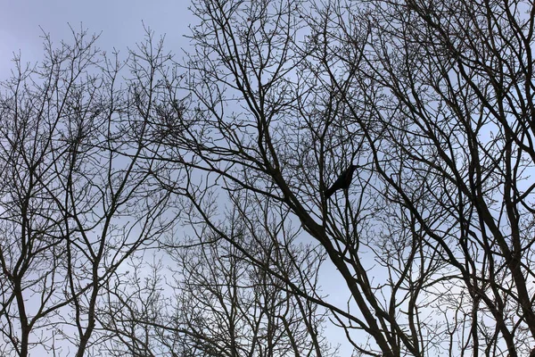 Bäume Himmel Makrohintergrund Stock Fotografie Hohe Qualität — Stockfoto