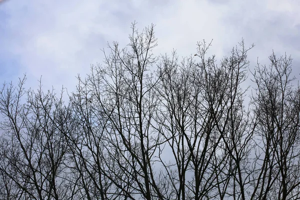 Bäume Himmel Makrohintergrund Stock Fotografie Hohe Qualität — Stockfoto