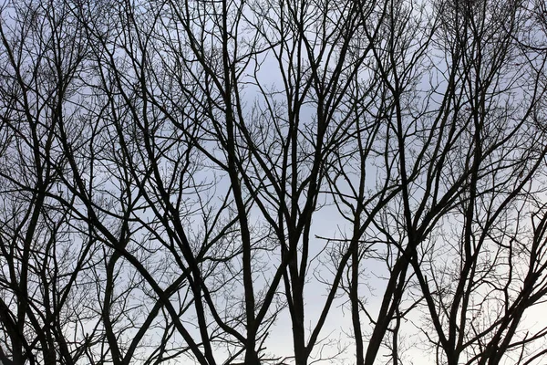 Bäume Himmel Makrohintergrund Stock Fotografie Hohe Qualität — Stockfoto