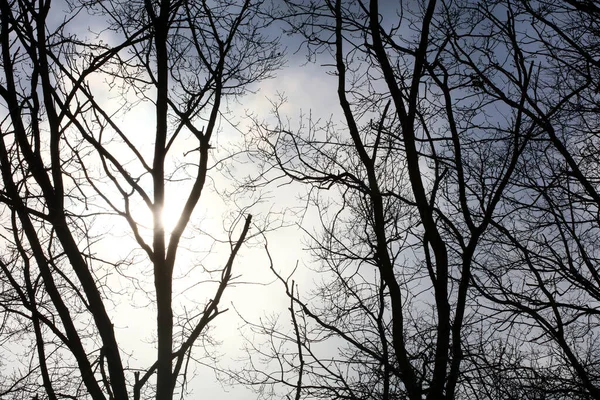 Gökyüzü Makro Arkaplanındaki Ağaçlar Stok Fotoğrafçılığı Yüksek Kaliteli — Stok fotoğraf