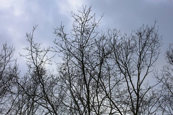 天空中的树木宏观背景摄影质量高 — 图库照片
