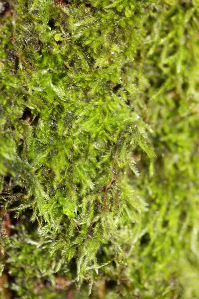 Ağaç Arka Planında Lichens Stok Fotoğrafçılığı Yüksek Kaliteli — Stok fotoğraf