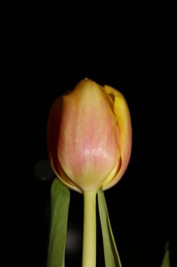 Lale çiçeği makro arka plan yüksek kaliteli tulipa aximensis ailesi zambağı