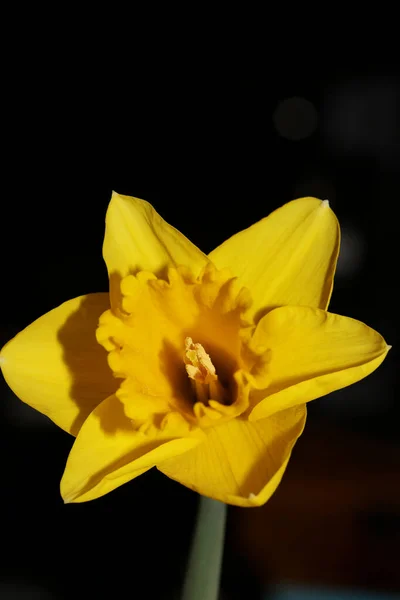 Amarelo Flor Fundo Macro Alta Qualidade Narcissus Pseudonarcissus Família Amaryllidaceae — Fotografia de Stock