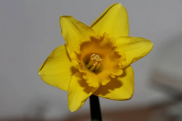 Gul Blomma Makro Bakgrund Hög Kvalitet Narcissus Pseudonarcissus Familj Amaryllidaceae — Stockfoto