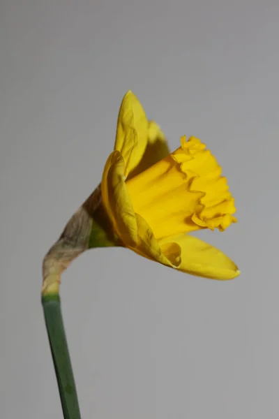 Amarelo Flor Fundo Macro Alta Qualidade Narcissus Pseudonarcissus Família Amaryllidaceae — Fotografia de Stock