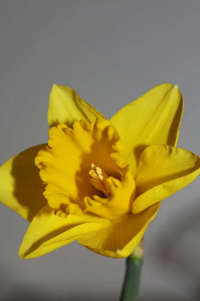 Gelbe Blume Makro Hintergrund Hohe Qualität Narziss Pseudonarcissus Familie Amaryllidaceae — Stockfoto
