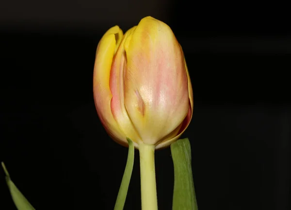 Tulpan Blomma Makro Bakgrund Hög Kvalitet Tulipa Aximensis Familj Lililiaceae — Stockfoto