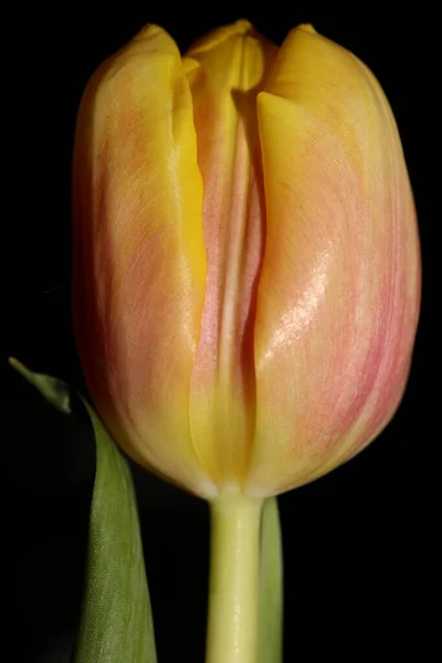 Tulip Flor Fundo Macro Alta Qualidade Tulipa Aximensis Família Liliaceae — Fotografia de Stock