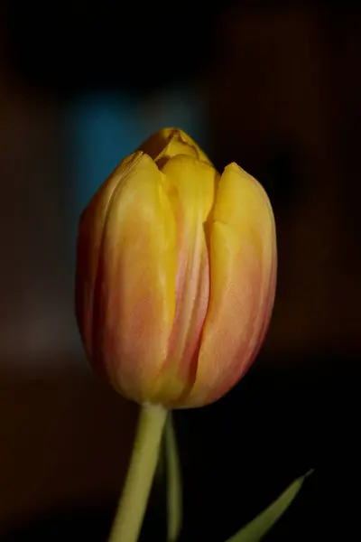 Tulip Flor Fundo Macro Alta Qualidade Tulipa Aximensis Família Liliaceae — Fotografia de Stock