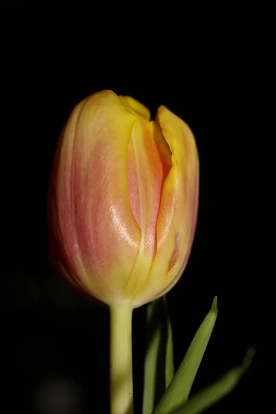 Tulip Flor Fundo Macro Alta Qualidade Tulipa Aximensis Família Liliaceae — Fotografia de Stock