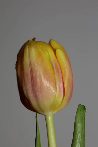 Tulip Flor Fundo Macro Alta Qualidade Tulipa Aximensis Família Liliaceae — Fotografia de Stock