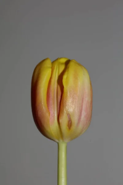 Tulipan Kwiat Makro Tło Wysokiej Jakości Tulipa Aximensis Rodziny Liliaceae — Zdjęcie stockowe