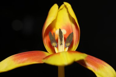 Tulipa çiçeği makro arka planı yüksek kaliteli aximensis ailesi zambağı