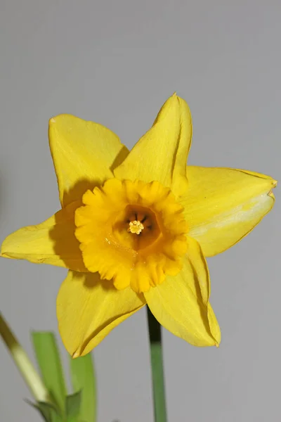 Narciso Giallo Fiore Macro Sfondo Alta Qualità Pseudonarcissus Famiglia Amaryllidaceae — Foto Stock