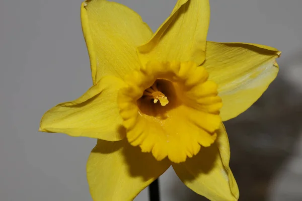 Gul Narcissus Blomma Makro Bakgrund Hög Kvalitet Pseudonarcissus Familj Amaryllidaceae — Stockfoto