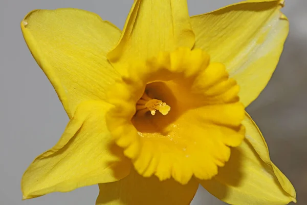Gul Narcissus Blomma Makro Bakgrund Hög Kvalitet Pseudonarcissus Familj Amaryllidaceae — Stockfoto