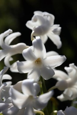 Hyacinthus Orientalis çiçek makro arka plan yüksek kalite 50 megapiksel asparagaceae familyası