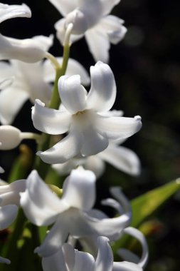 Hyacinthus Orientalis çiçek makro arka plan yüksek kalite 50 megapiksel asparagaceae familyası