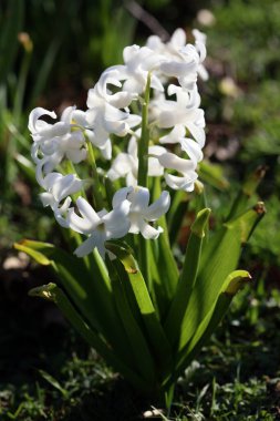 Hyacinthus Orientalis çiçek makro arka plan yüksek kalite 50 megapiksel asparagaceae familyası