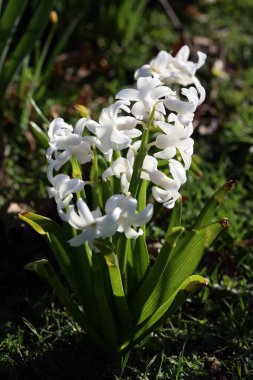 Hyacinthus Orientalis çiçek makro arka plan yüksek kalite 50 megapiksel asparagaceae familyası