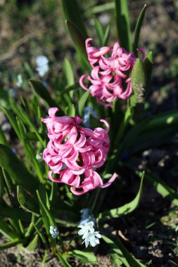 Hyacinthus Orientalis çiçek makro arka plan yüksek kalite 50 megapiksel asparagaceae familyası
