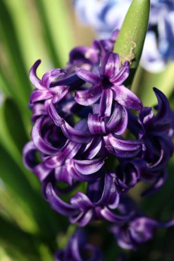 Hyacinthus Orientalis çiçek makro arka plan yüksek kalite 50 megapiksel asparagaceae familyası