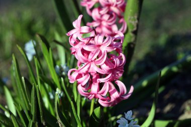 Hyacinthus Orientalis çiçek makro arka plan yüksek kalite 50 megapiksel asparagaceae familyası