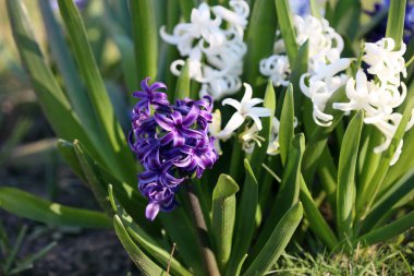 Hyacinthus Orientalis çiçek makro arka plan yüksek kalite 50 megapiksel asparagaceae familyası