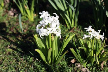 Hyacinthus Orientalis çiçek makro arka plan yüksek kalite 50 megapiksel asparagaceae familyası