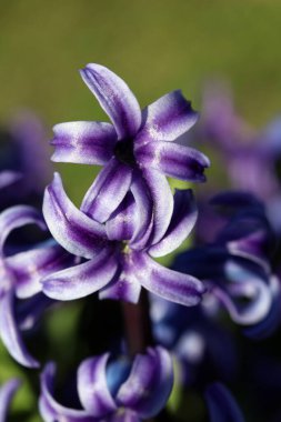 Hyacinthus Orientalis çiçek makro arka plan yüksek kalite 50 megapiksel asparagaceae familyası