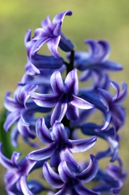 Hyacinthus Orientalis çiçek makro arka plan yüksek kalite 50 megapiksel asparagaceae familyası