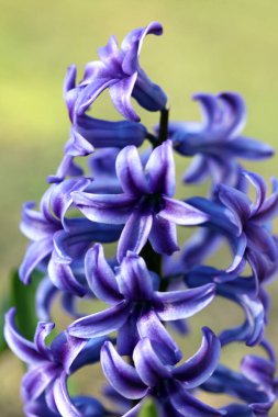 Hyacinthus Orientalis çiçek makro arka plan yüksek kalite 50 megapiksel asparagaceae familyası