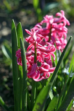 Hyacinthus Orientalis çiçek makro arka plan yüksek kalite 50 megapiksel asparagaceae familyası