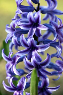 Hyacinthus Orientalis çiçek makro arka plan yüksek kalite 50 megapiksel asparagaceae familyası